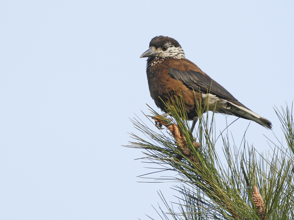 Southern Nutcracker photo