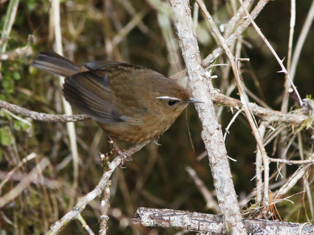 Taiwan Shortwing photo