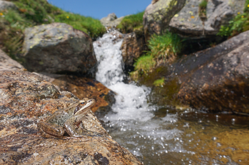 Iberian Frog