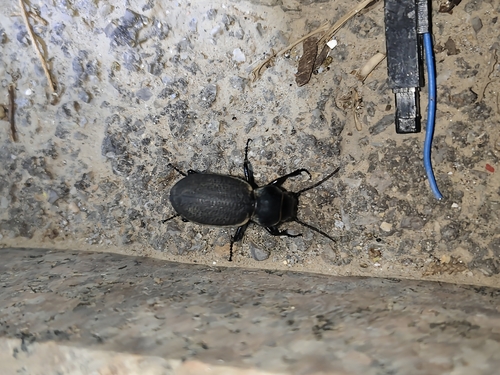 Carabus brandti