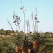 Yucca elata elata - Photo 由 Jay Keller 所上傳的 (c) Jay Keller，保留所有權利