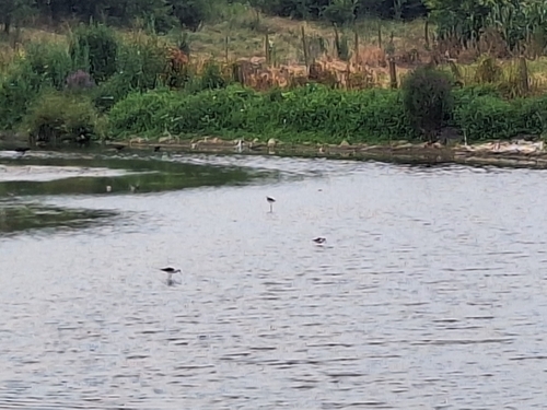Pied Avocet