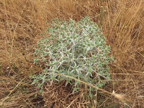 Field Eryngo