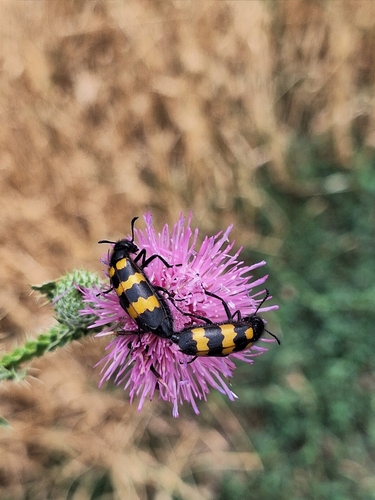 Mylabris variabilis