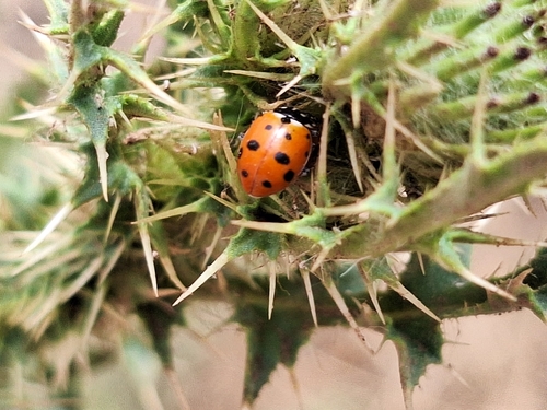 Variegated Lady Beetle