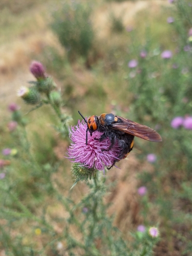 Mammoth Scoliid Wasp