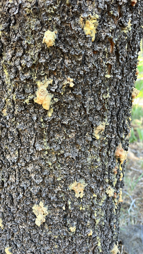 iNaturalist observation photo of Bark and Ambrosia Beetles