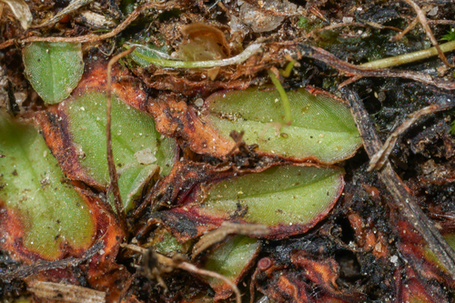 Riccia sommieri