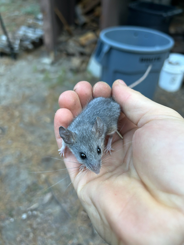 iNaturalist observation photo of North American Deer Mice