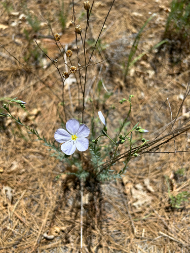 iNaturalist observation photo of Lewis flax