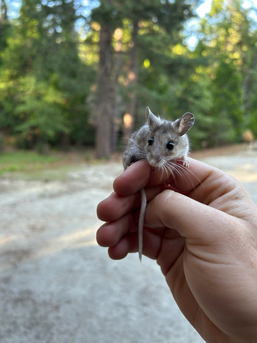 iNaturalist observation photo of Gambel's Deer Mouse