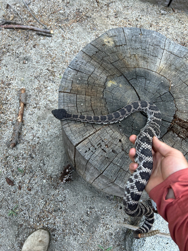 iNaturalist observation photo of Southern Pacific Rattlesnake