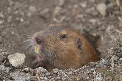 Megascapheus bottae lorenzi
