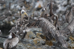 California Brown Pelican