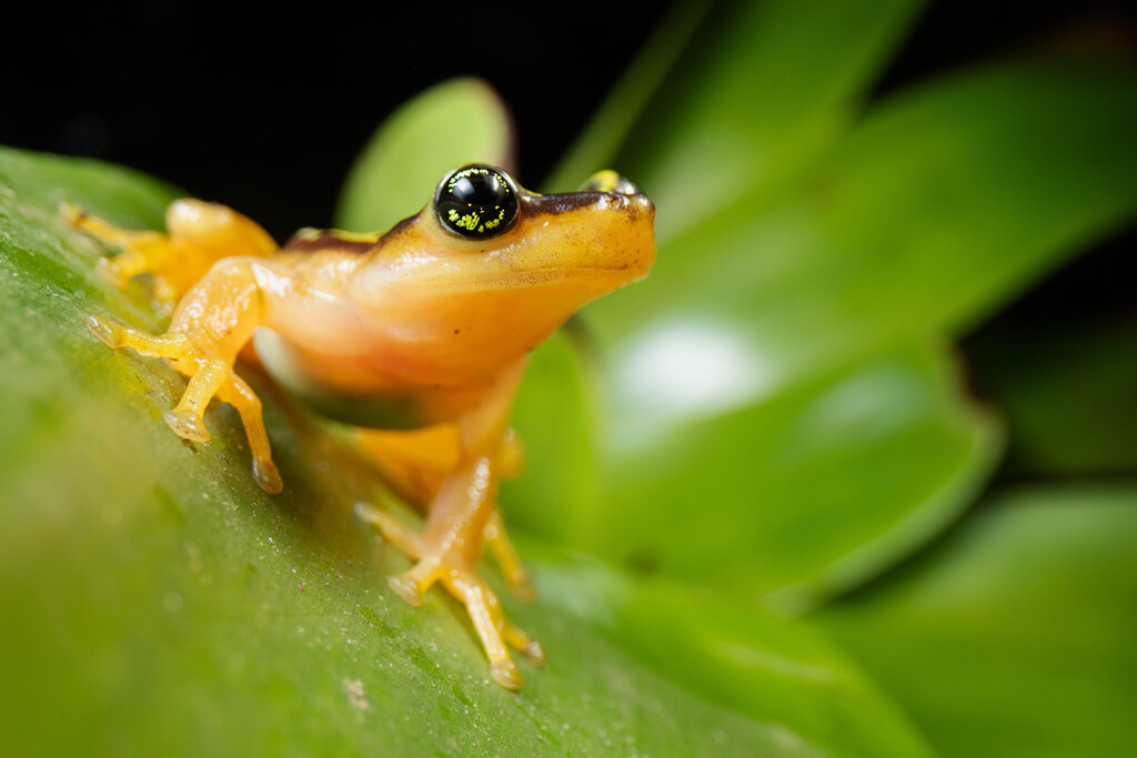 El Tucuche Golden Frog (Phytotriades auratus)
