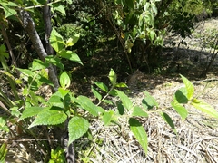Image of Calea urticifolia