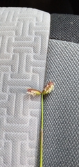 Image of Dactyloctenium aegyptium