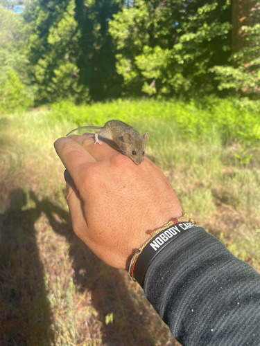 iNaturalist observation photo of Western Harvest Mouse