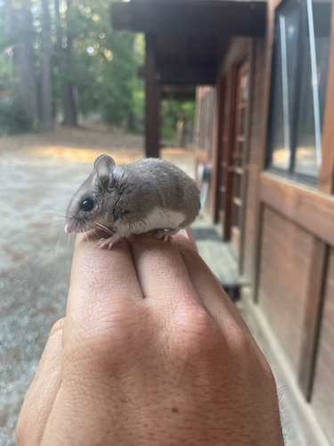 iNaturalist observation photo of Gambel's Deer Mouse
