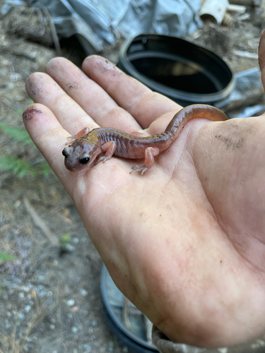 iNaturalist observation photo of Ensatina