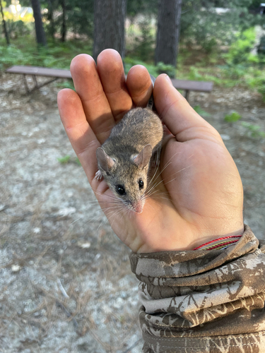 iNaturalist observation photo of Brush Deermouse