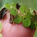 Greater Duckweed - Photo (c) Lincoln Durey, all rights reserved