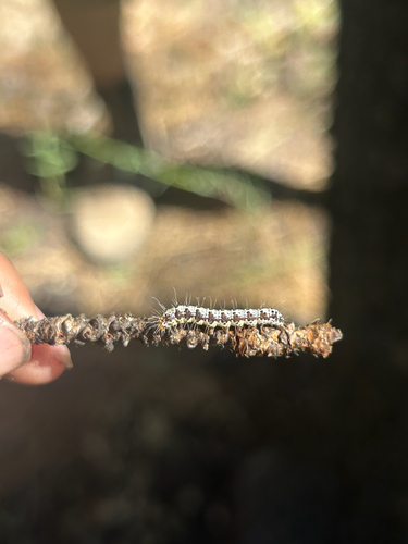 iNaturalist observation photo of Ridings' Forester