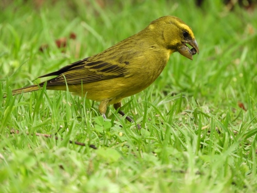 Brimstone Canary