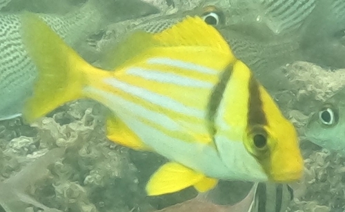 Anisotremus virginicus