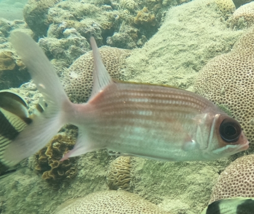 Holocentrus adscensionis