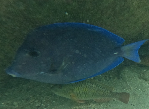 Acanthurus coeruleus