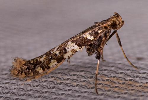 Caloptilia serotinella (Ely, 1910)