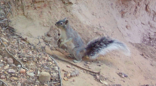 Peters's Squirrel
