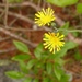 Hieracium marianum - Photo (c) fm5050, todos los derechos reservados, subido por fm5050