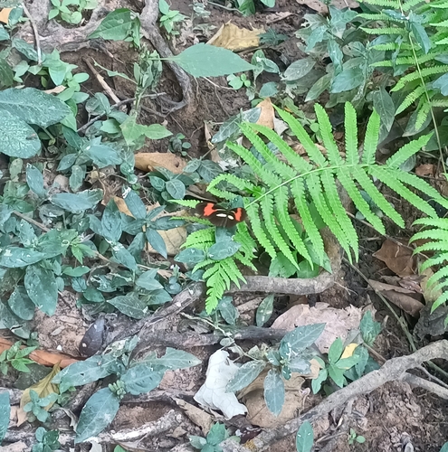 Heliconius erato phyllis