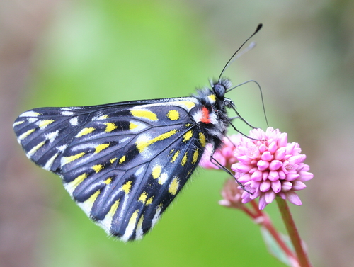 Pure-banded Dartwhite