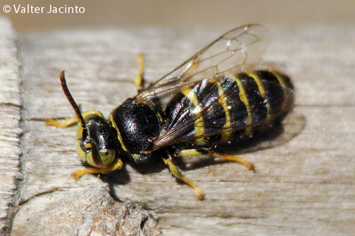 How to identify Bembecinus tridens (Fabricius, 1781)
