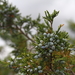 Juniperus scopulorum - Photo (c) Graham Montgomery, kaikki oikeudet pidätetään, lähettänyt Graham Montgomery