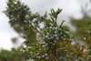 Rocky Mountain Juniper - Photo (c) Graham Montgomery, all rights reserved, uploaded by Graham Montgomery