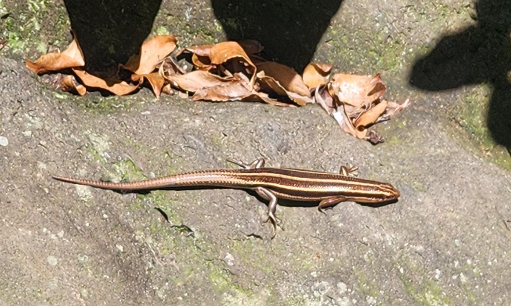 Far Eastern Skink