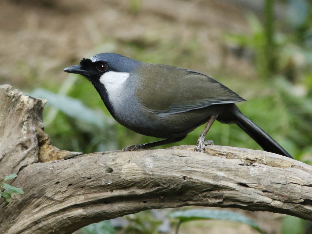 Black Laughingthrush photo