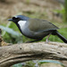 Black-throated Laughingthrush - Photo (c) David Beadle, all rights reserved, uploaded by David Beadle