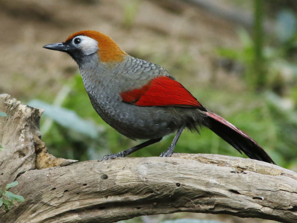 Red-tailed Laughingthrush photo