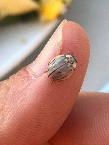 iNaturalist observation photo of Subvittate Lady Beetle