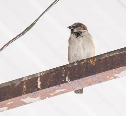 House Sparrow
