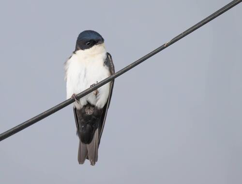 Blue-and-white Swallow