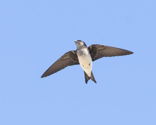 Gray-breasted Martin