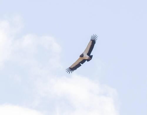 King Vulture
