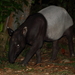 Tapir Malayo - Photo (c) Graham Montgomery, todos los derechos reservados, subido por Graham Montgomery