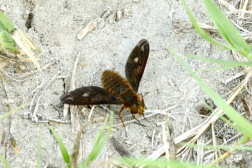 Poecilanthrax alcyon